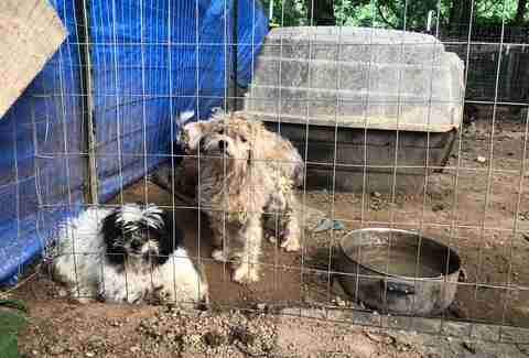Neglected dogs at a potential puppy mill in Georgia