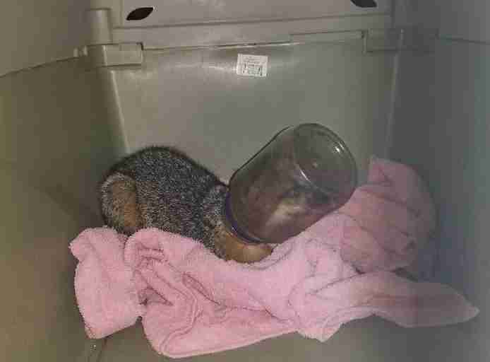 Wild fox with head in jar gets help from rescuers