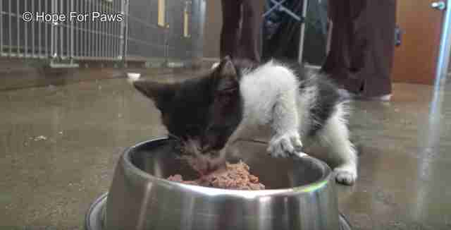 kitten thrown onto highway