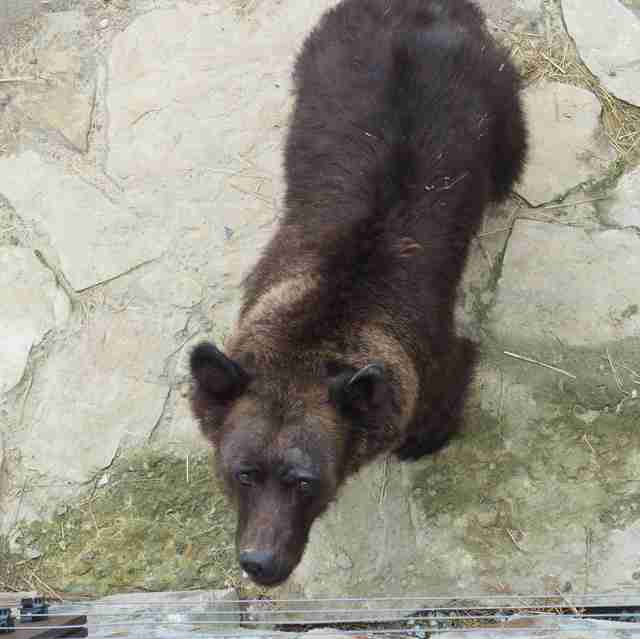 Bear rescued from hunting station arrives at sanctuary