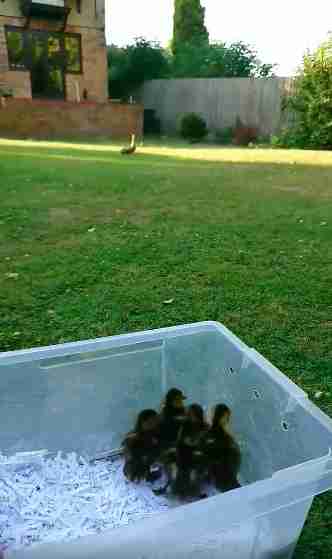 duck loses her ducklings