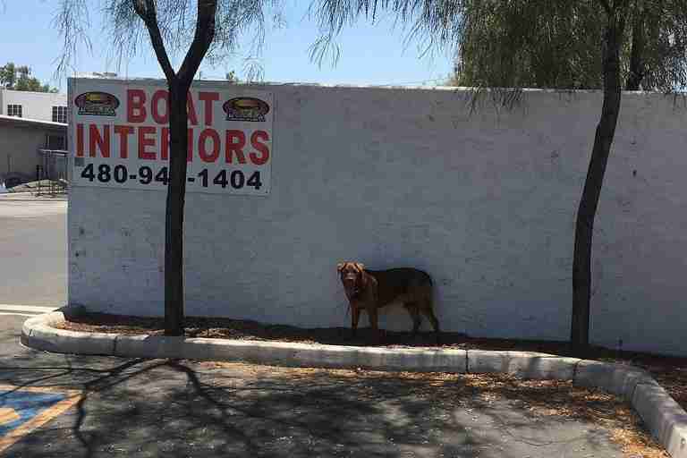 Dog tries to escape the heat