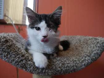 获救的猫坐在猫树上