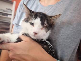人在她的怀里抱着被救的猫