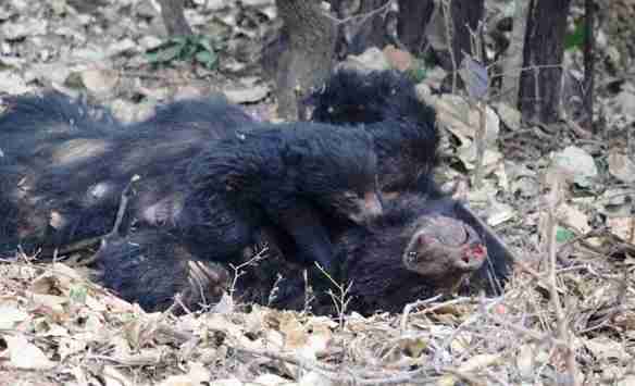 sloth bear rescue indonesia