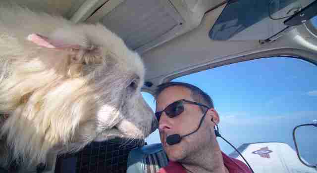 Woody the rescue dog flies to freedom
