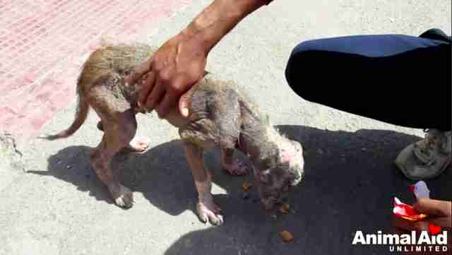 puppy rescue india
