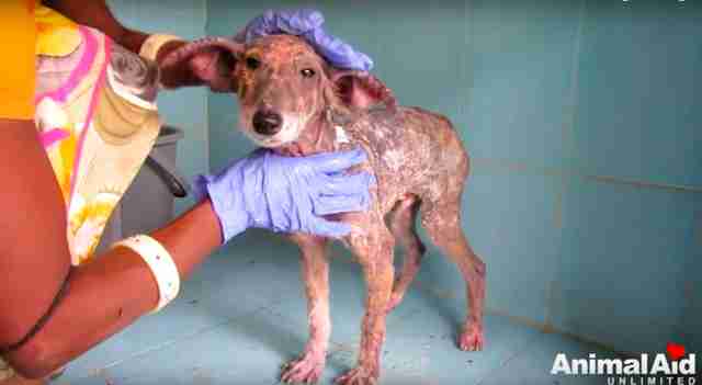 puppy rescue india