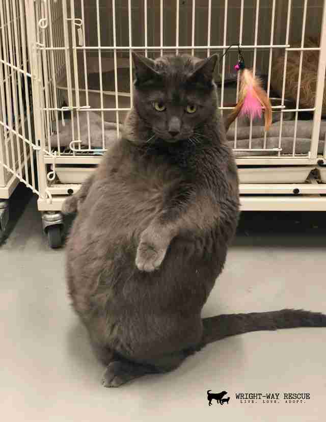 cat stands on hind legs