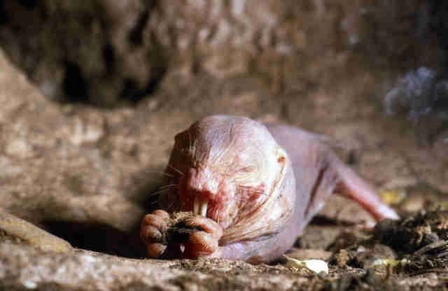 Naked mole rat eating