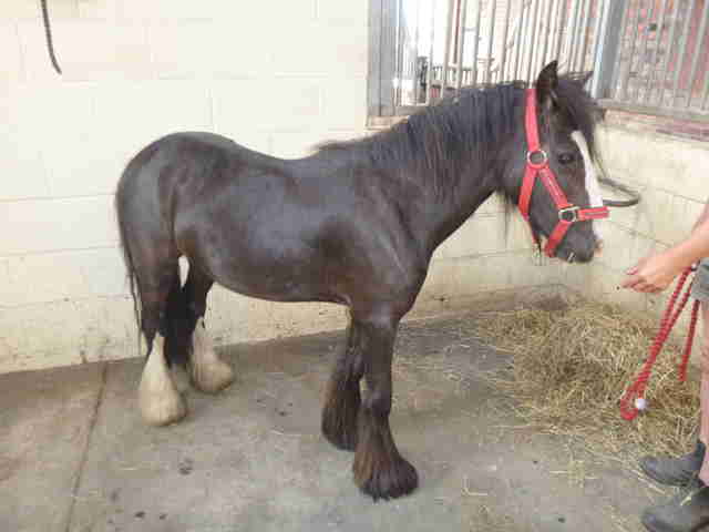 neglected horses