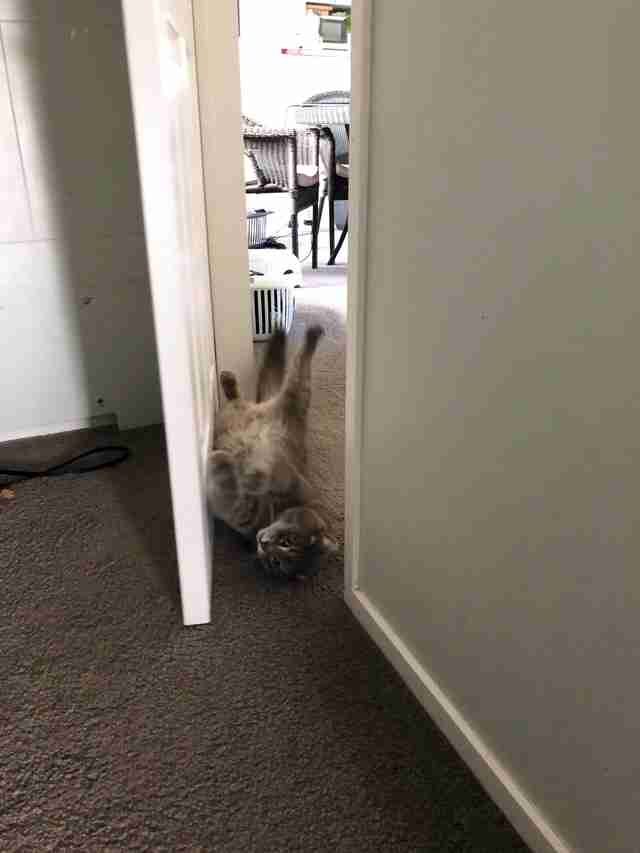 cat opens doors