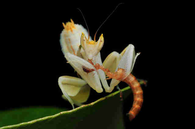 mantis orchid