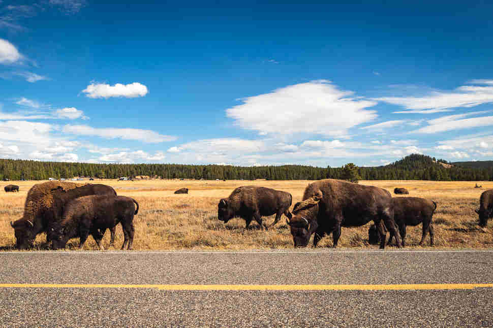bison
