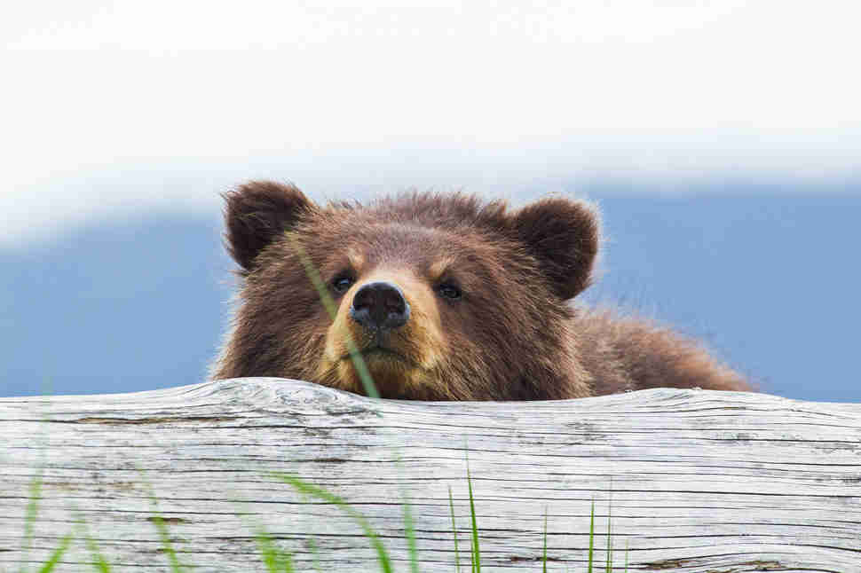 Brown Bear Cub in Admiralty Island, Southeast Alaska