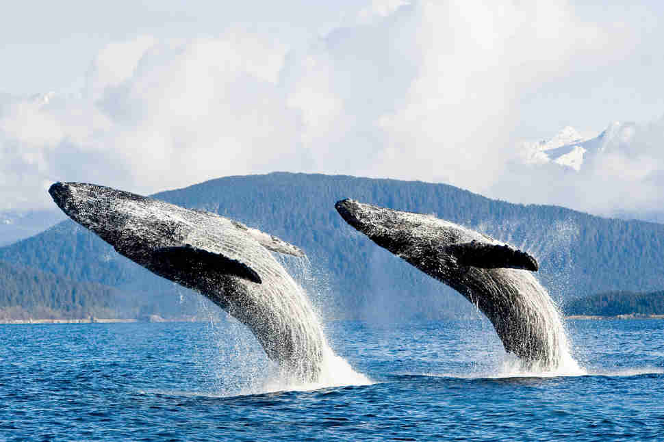 Two Humpback Whales Breach From The Waters Of Lynn Canal