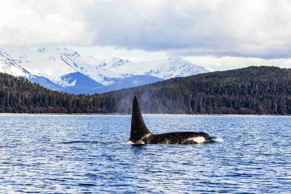 Whale surfacing in Lynn Canal