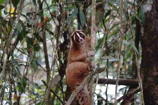 Rescued slow loris climbing tree