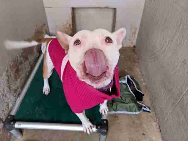 Dog in pink sweater in shelter kennel