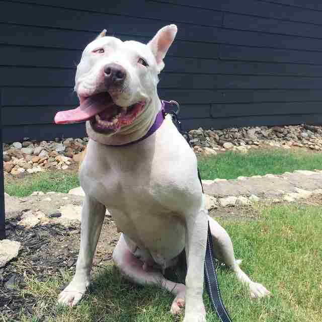 Dog sitting with tongue sticking out