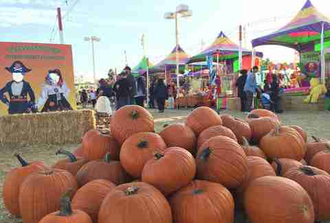 Shawn's Pumpkin Patch