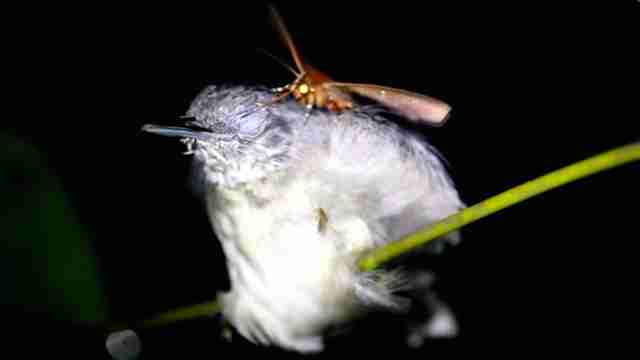 Wild moth drinking tears of sleeping bird in the Amazon rainforest