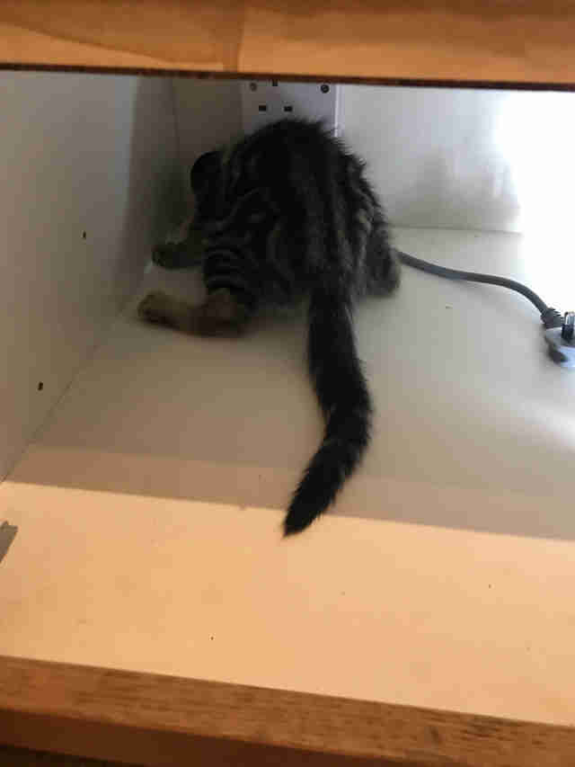 kitten stuck in a cabinet