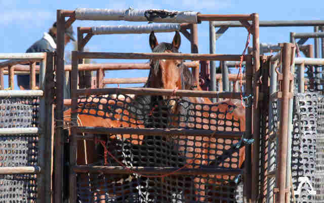 Wild horses inside holding pen in California