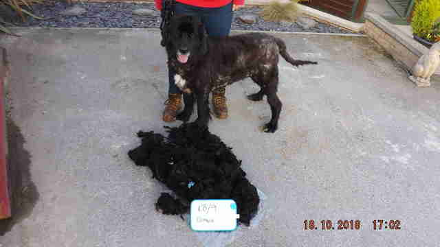 matted dogs