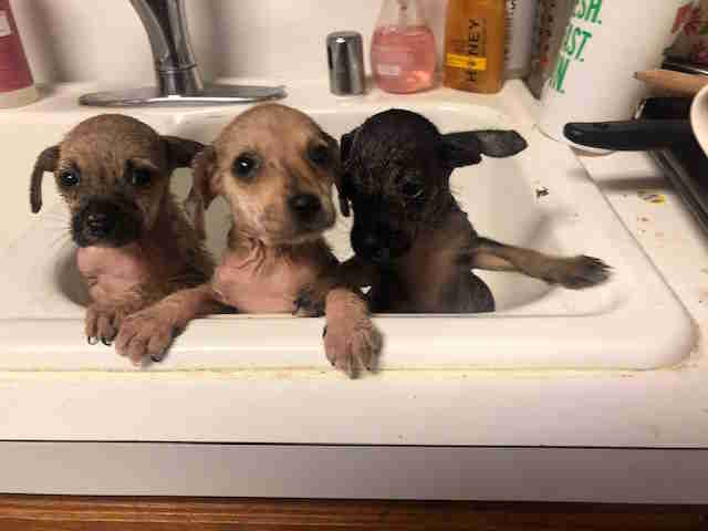 mama shelter dog and puppies