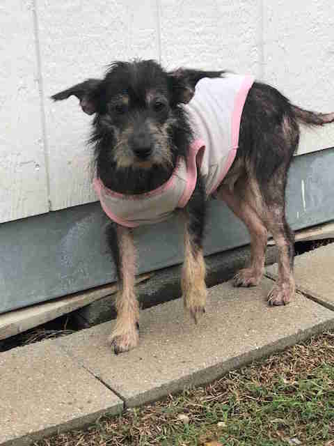 mama shelter dog and puppies
