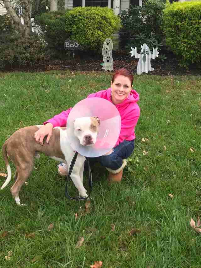 dog chained to tree rescued