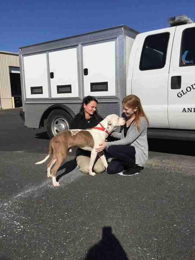 dog chained to tree rescued