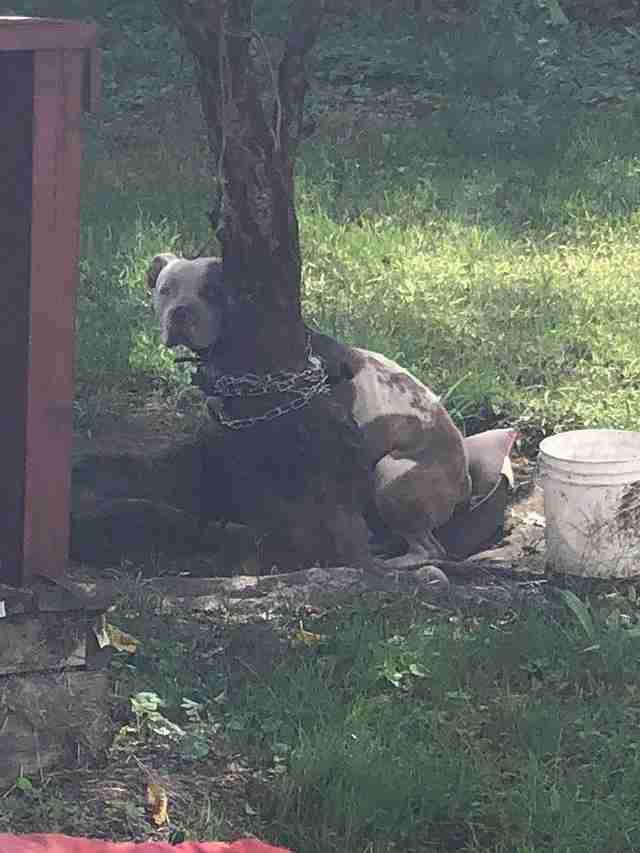 dog chained to tree