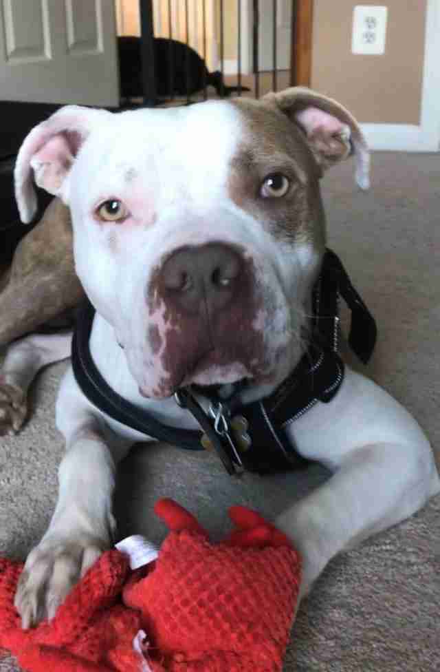 dog chained to tree rescued