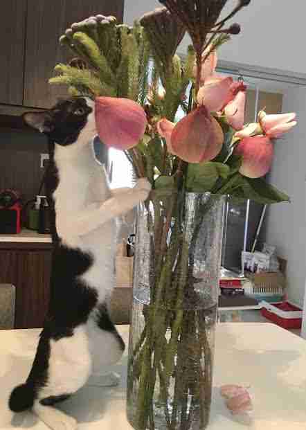 Cat sniffing flowers in vase