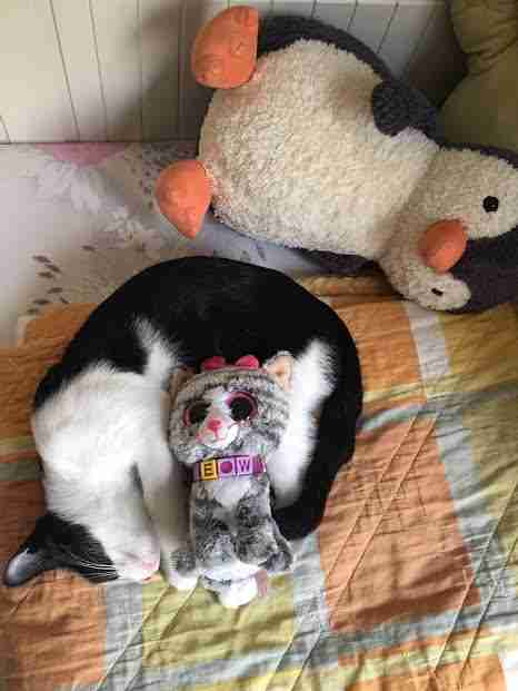 Cat curled up with stuffed animal