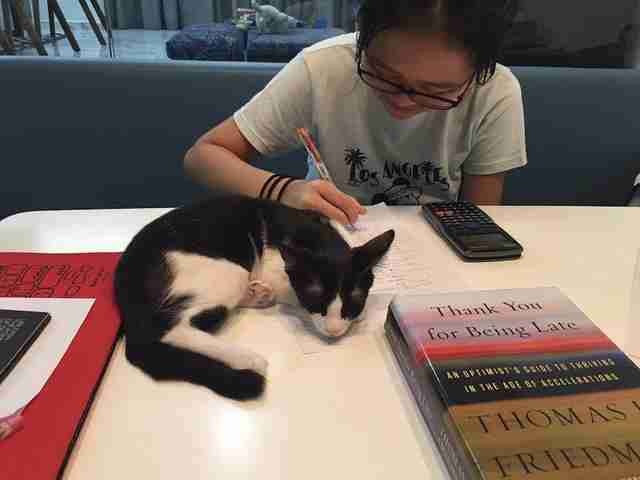 Kitten lying on desk while girl works