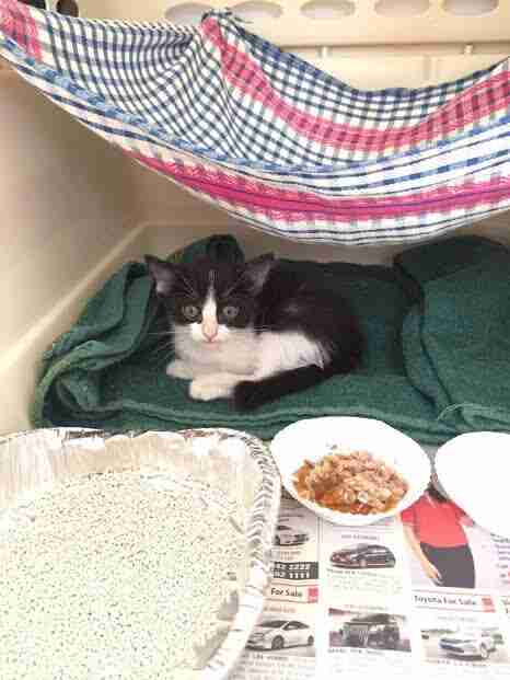 Tiny hiding cowering in back of kennel