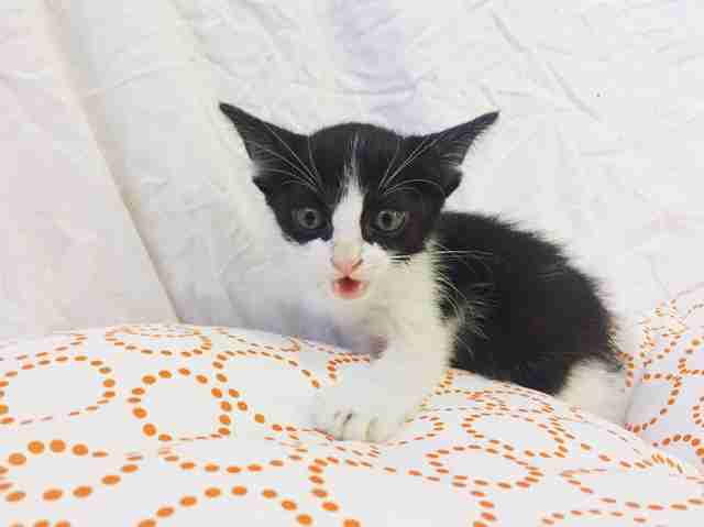 Rescued kitten on couch