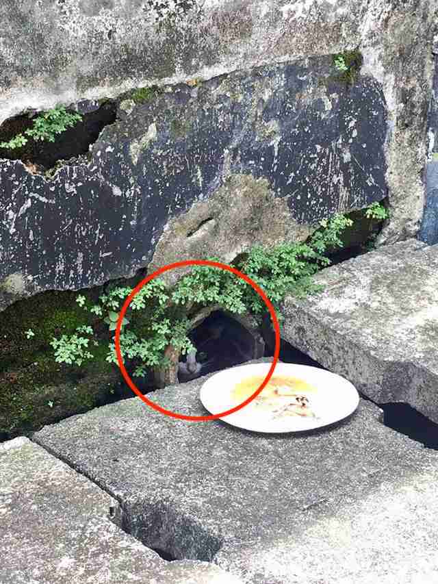 Kitten hiding in drain