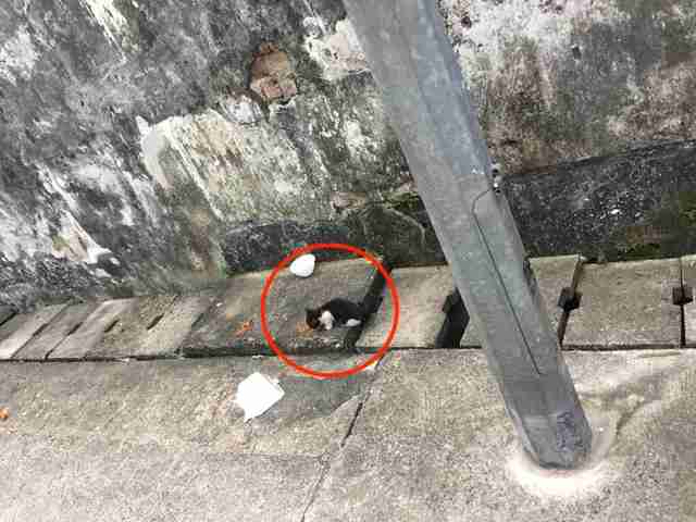 Tiny kitten standing near concrete drain