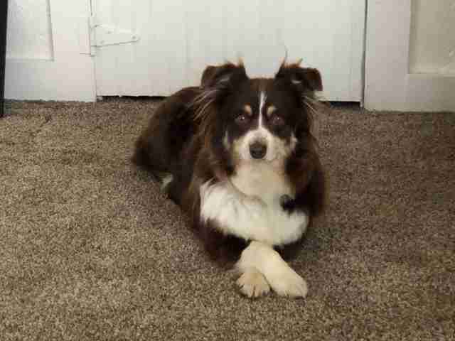 Honey the stray Australian shepherd at her foster home