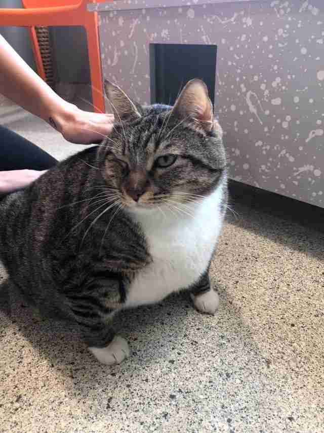 28 pound shelter cat