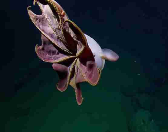 Ghost-like dumbo octopus spotted by scientists off California coast