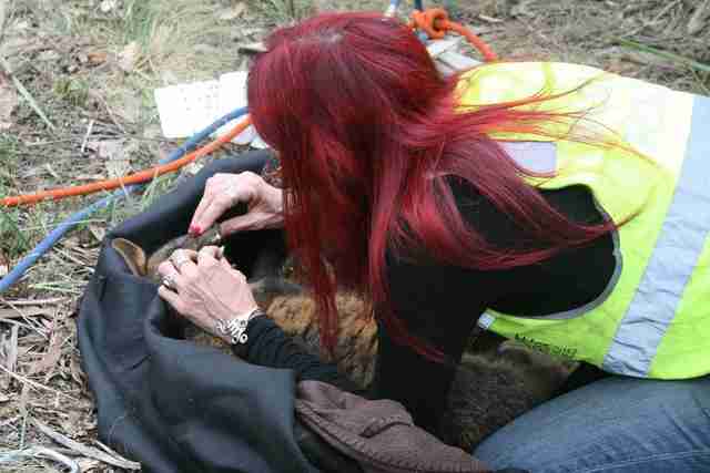 Rescuers saving wallaby down mineshaft