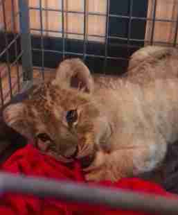 Lion cub found in Lamborghini on the Champs Elysees in Paris