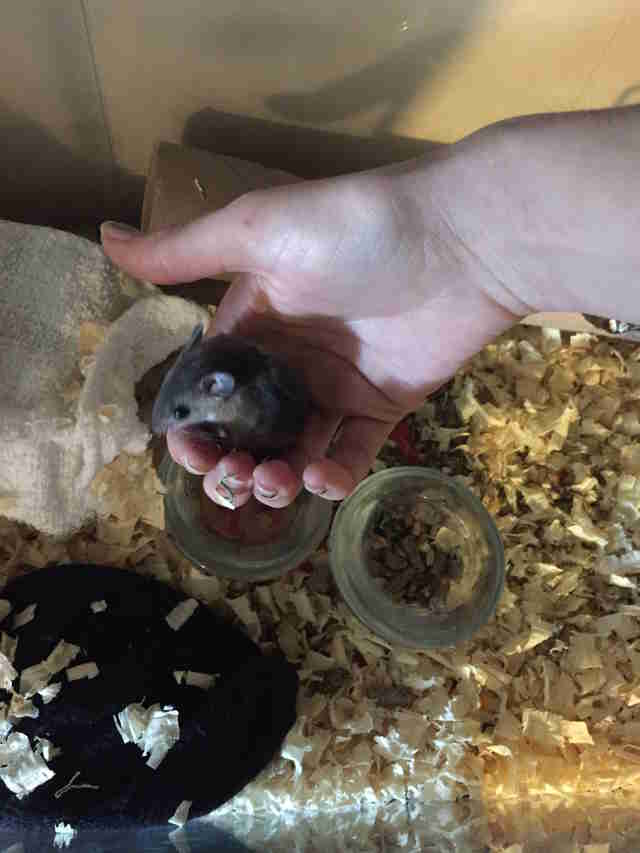 rescue mouse