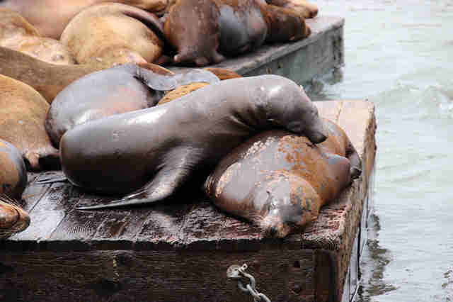 Sea lions cuddling together on dock