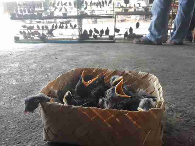 Basket of crying birds